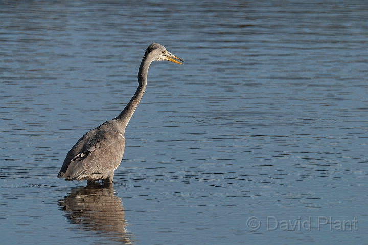 David Plant Photography - Wildlife Photographer - Grey heron hunting - G.jpg - Grey heron stalking - Cambridgeshire